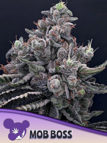 Anesia Seeds Mob Boss - 3 feminized seeds