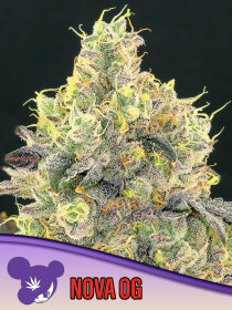 Anesia Seeds Nova OG - 3 feminized seeds