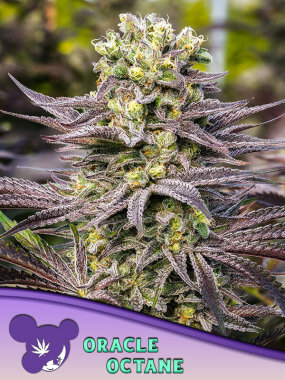 Anesia Seeds Oracle Octane - 3 feminisierte Samen