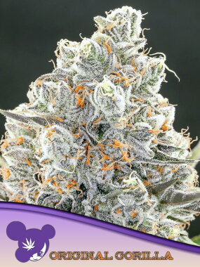 Anesia Seeds Original Gorilla #4 - 3 feminisierte Samen