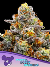 Anesia Seeds Purple Boost Highness - 3 feminized seeds