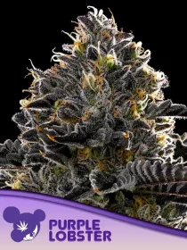 Anesia Seeds Purple Lobster - 3 feminized seeds