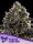 Anesia Seeds Purple Lobster - 3 feminisierte Samen