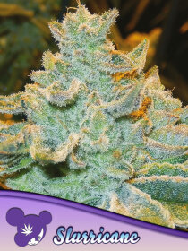 Anesia Seeds Slurricane - 3 feminized seeds