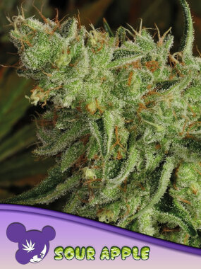 Anesia Seeds Sour Apple - 3 feminisierte Samen