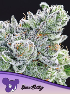 Anesia Seeds Sour Betty - 3 feminisierte Samen