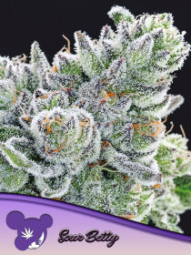 Anesia Seeds Sour Betty - 3 feminized seeds