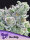 Anesia Seeds Sour Betty - 3 feminisierte Samen