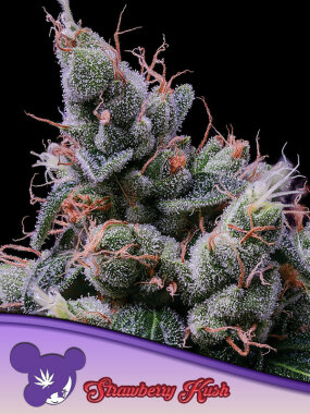 Anesia Seeds Strawberry Kush - 3 feminisierte Samen