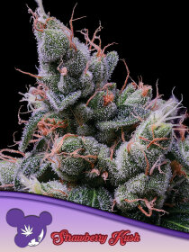 Anesia Seeds Strawberry Kush - 3 feminized seeds