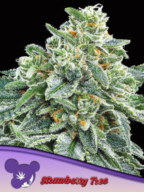 Anesia Seeds Strawberry Tree - 3 feminized seeds