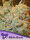 Anesia Seeds White Runtz - 3 feminized seeds