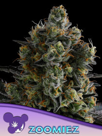 Anesia Seeds Zoomiez®. - 3 feminized seeds