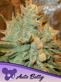 Anesia Seeds Betty AUTO - 3 autoflowering Samen