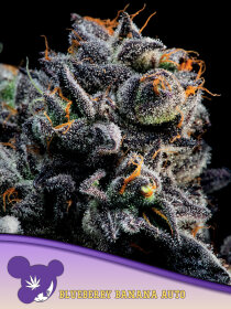 Anesia Seeds Blueberry Banana Auto - 3 automated seeds