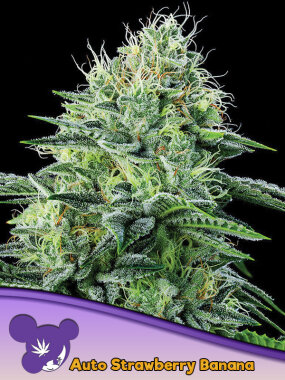 Anesia Seeds Strawberry Banana AUTO - 3 autoflowering Samen