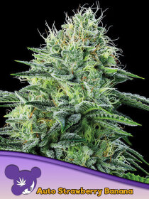 Anesia Seeds Strawberry Banana Auto - 3 automated seeds