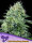 Anesia Seeds Strawberry Banana Auto - 3 automatisierte Samen