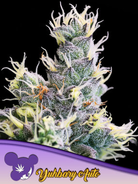 Anesia Seeds Yuhbary AUTO - 3 autoflowering Samen