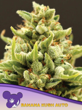 Anesia Seeds Banana Kush Auto - 3 automatisierte Samen