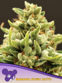 Anesia Seeds Banana Kush Auto - 3 automated seeds