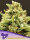 Anesia Seeds Banana Kush AUTO - 3 autoflowering Samen