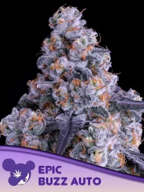 Anesia Seeds BIG BUZZ AUTO - 3 autoflowering Samen