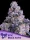 Anesia Seeds BIG BUZZ AUTO - 3 autoflowering Samen