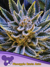 Anesia Seeds Pineapple Runtz Auto - 3 automated seeds