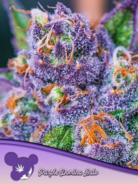 Anesia Seeds Purple Domina AUTO - 3 autoflowering Samen