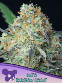 Anesia Seeds Rainbow Donut Auto - 3 automated seeds