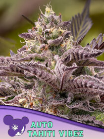 Anesia Seeds Tahiti Vibez Auto - 3 automated seeds