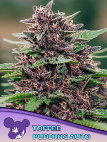 Anesia Seeds Toffee Pudding Auto - 3 automated seeds