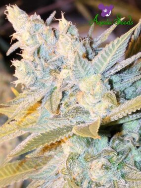 Anesia Seeds Triple Cheese AUTO - 3 autoflowering Samen