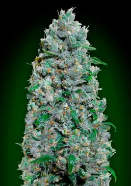 00 Seeds Bank Afghan Mass XXL AUTO - 3 autoflowering Samen