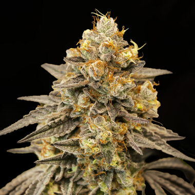 00 Seeds Bank Biscotti Zkittlez AUTO - 3 autoflowering Samen