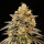 00 Seeds Bank Biscotti Zkittlez AUTO - 3 automatisierte Samen