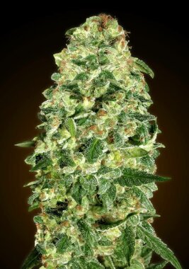 00 Seeds Bank California Kush AUTO - 3 autoflowering Samen