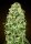 00 Seeds Bank California Kush AUTO - 3 autoflowering Samen