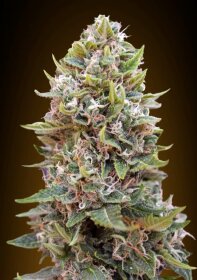 00 Seeds Bank Cheese Berry AUTO - 3 automated seeds