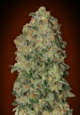 00 Seeds Bank Chocolate Skunk AUTO - 3 autoflowering Samen