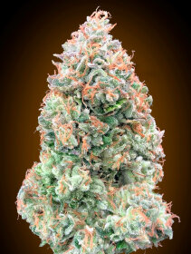 00 Seeds Bank Chocolate Skunk XXL AUTO - 3 automated seeds