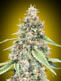 00 Seeds Bank Lemon OG AUTO - 3 automated seeds