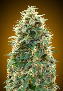 00 Seeds Bank 00 Cheese AUTO - 3 automatisierte Samen