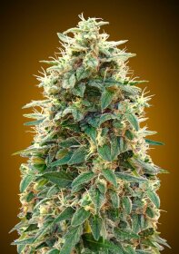 00 Seeds Bank 00 Cheese AUTO - 3 automated seeds