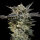 00 Seeds Bank Oreoz AUTO - 3 autoflowering Samen