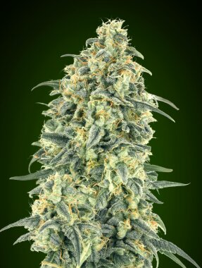 00 Seeds Bank White Widow XXL Auto - 3 autoflowering Samen