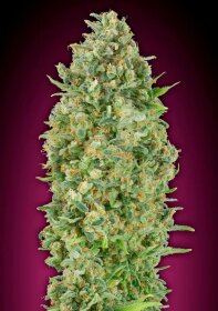 00 Seeds Bank Automatic Collection #1 - 6 autoflowering Samen