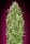 00 Seeds Bank Automatic Collection #1 - 6 autoflowering Samen