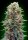 00 Seeds Bank Automatic Collection #2 - 6 autoflowering Samen